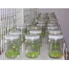 组培瓶生产 厂家 提供组培瓶，兰花瓶，虫草瓶
